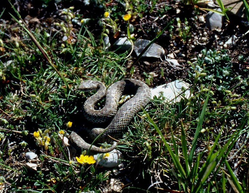 vipera ursinii